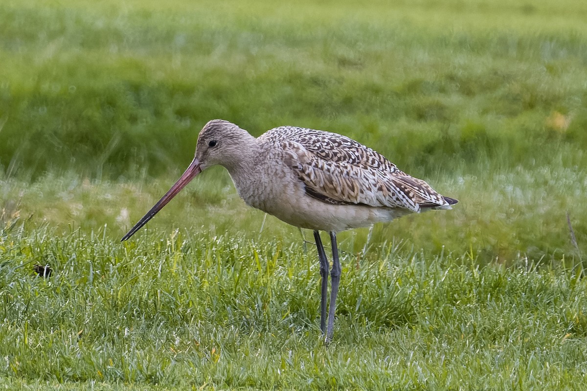 Marbled Godwit - ML618241946