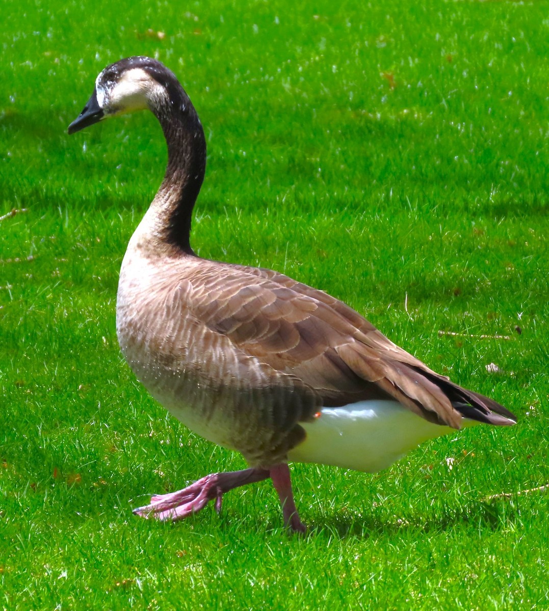 Greater White-fronted x Canada Goose (hybrid) - ML618241948