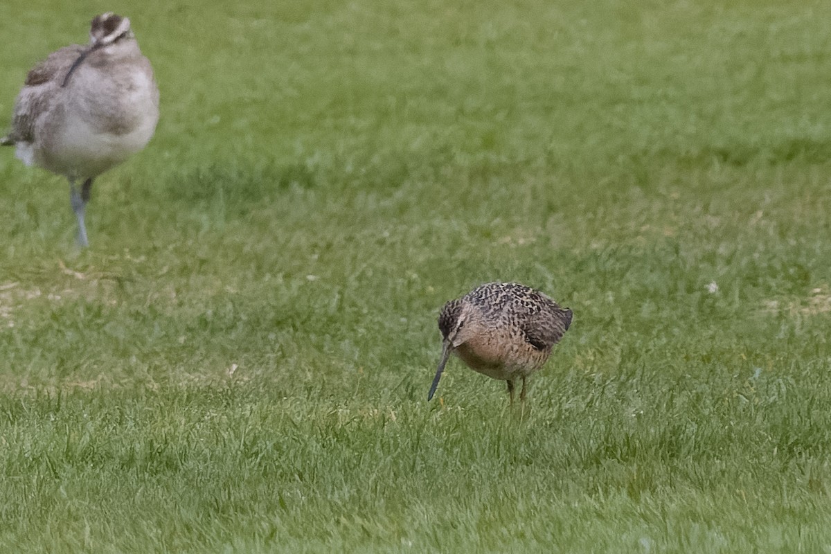 Short-billed Dowitcher - Les Peterson