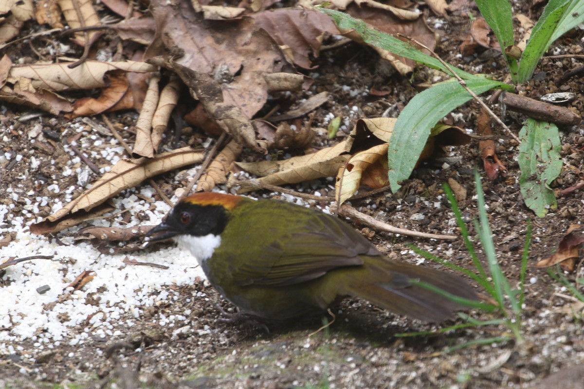 Chestnut-capped Brushfinch - ML618241957