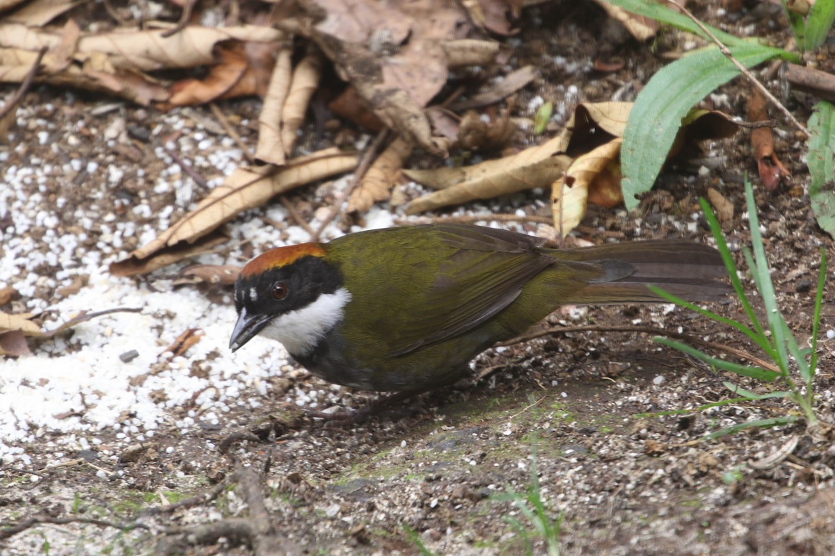 Chestnut-capped Brushfinch - Roger Higbee