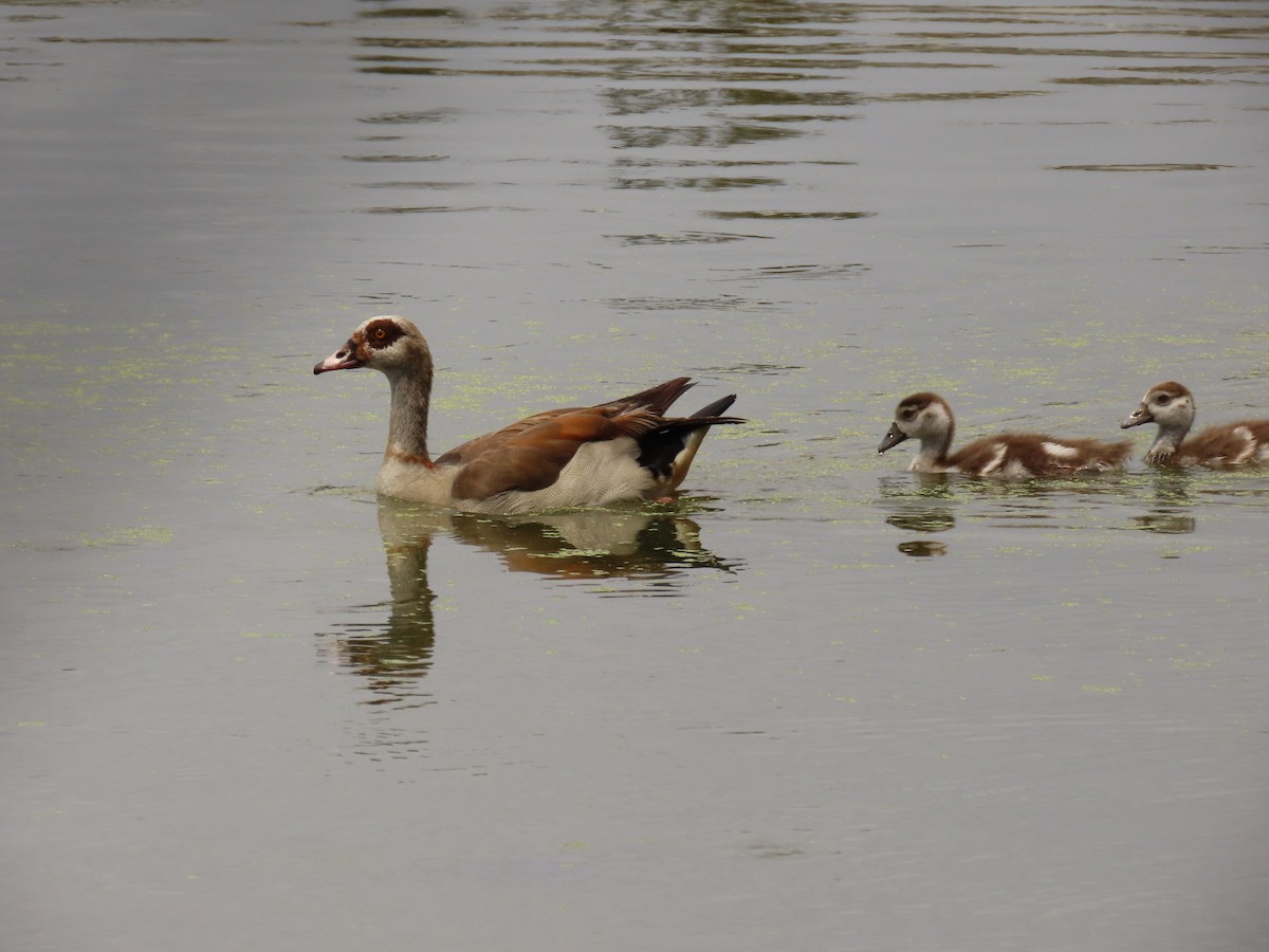 Egyptian Goose - ML618241984