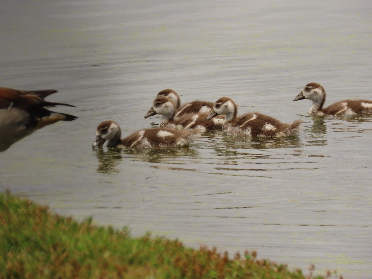 Egyptian Goose - ML618241985