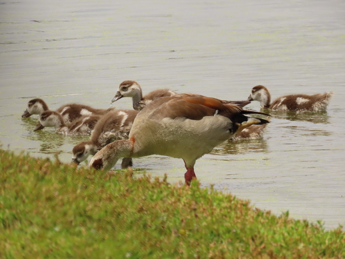 Egyptian Goose - ML618241986