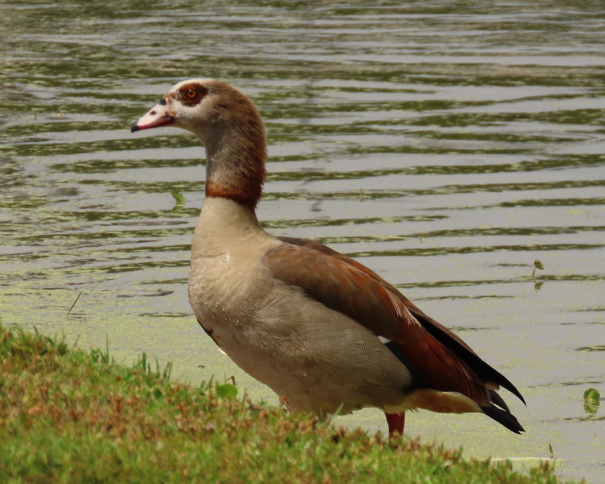 Egyptian Goose - ML618241987