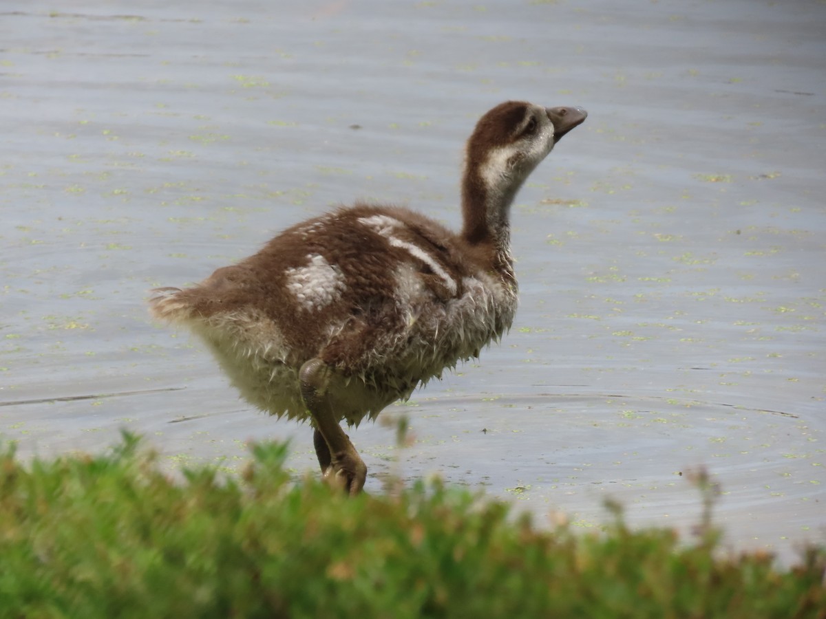 Egyptian Goose - ML618241989