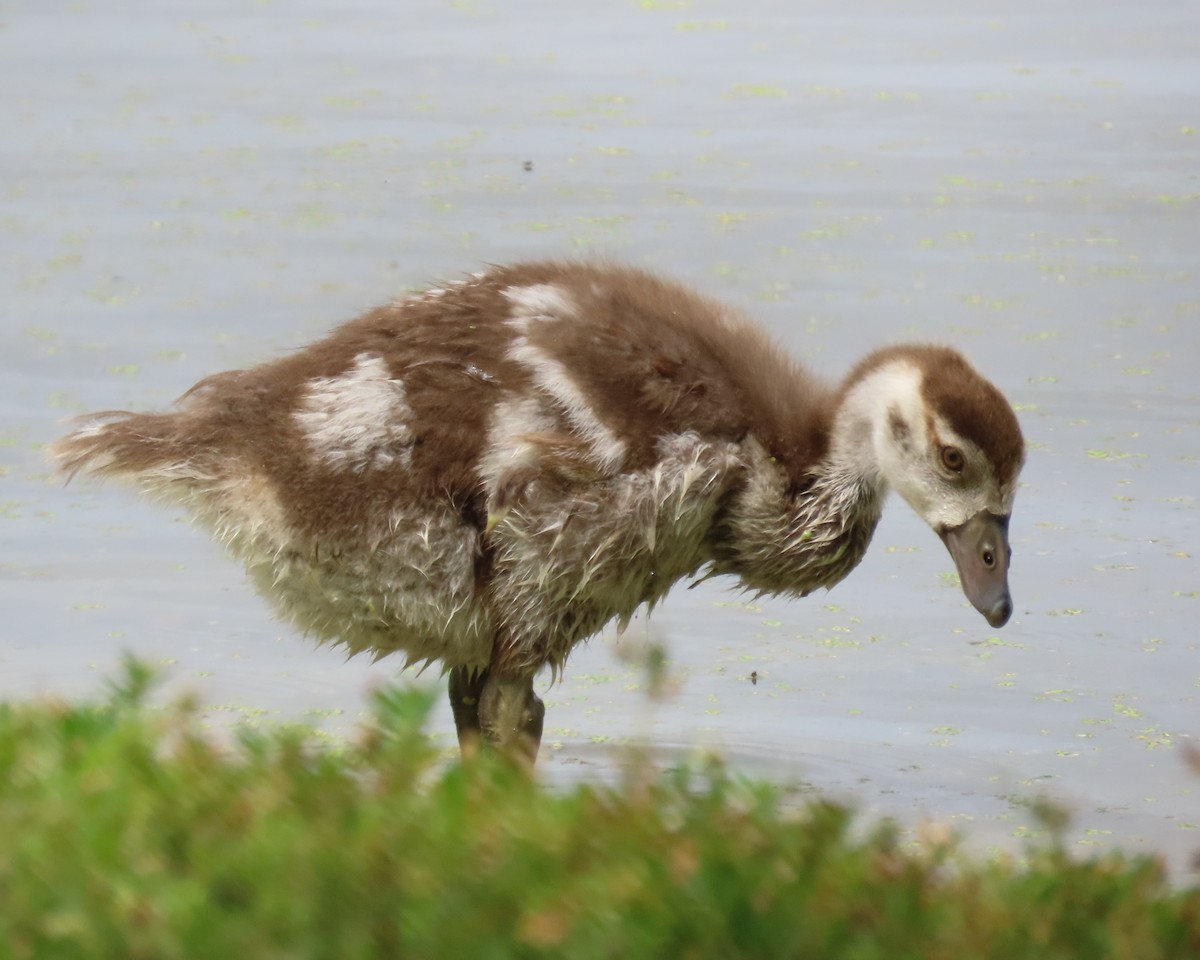 Egyptian Goose - ML618241990