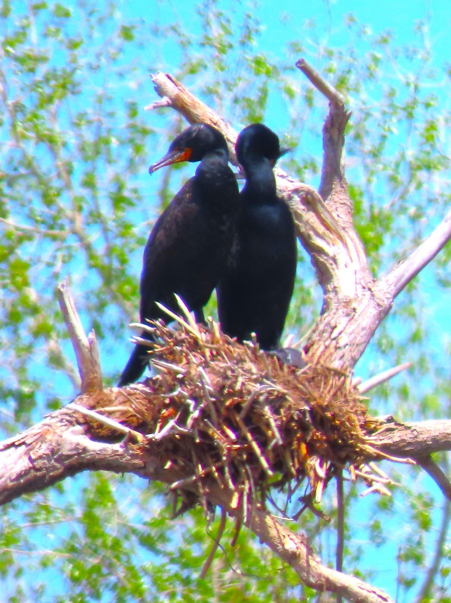 Double-crested Cormorant - Patrick O'Driscoll