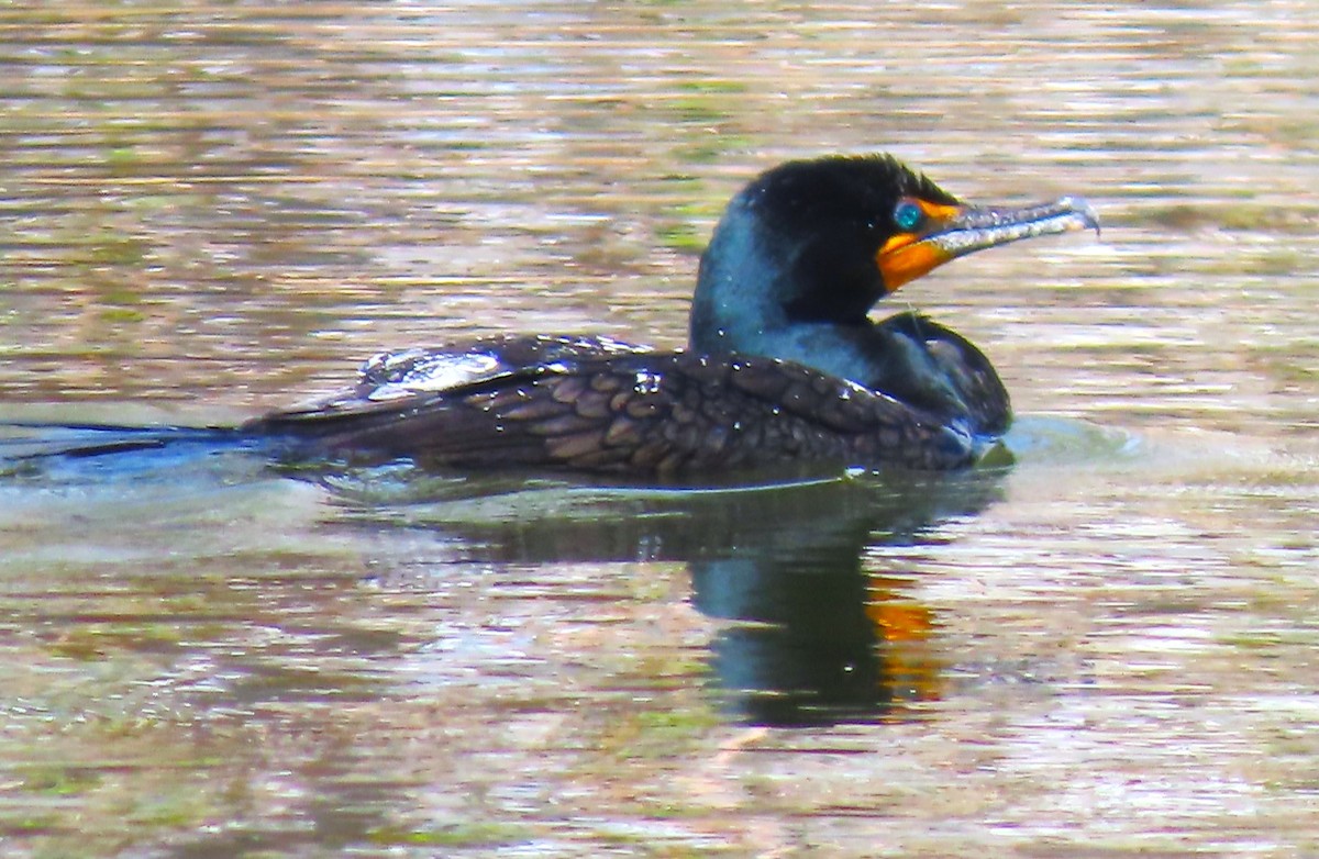 Double-crested Cormorant - Patrick O'Driscoll