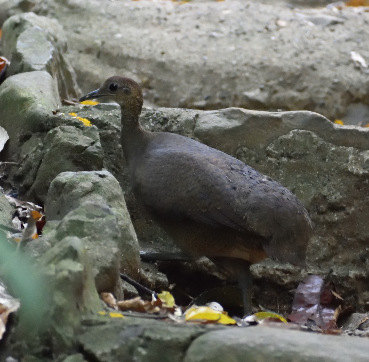 Great Tinamou - Ken Feng