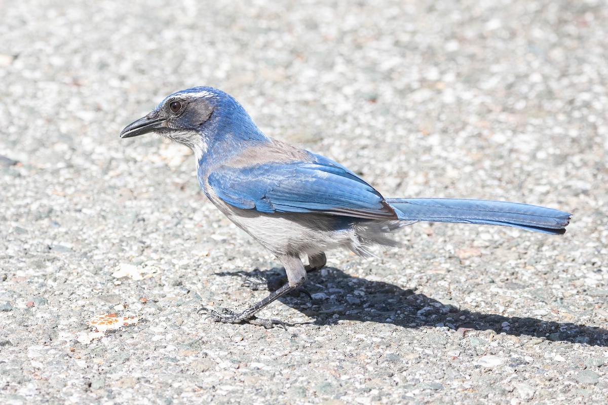 California Scrub-Jay - John Scharpen