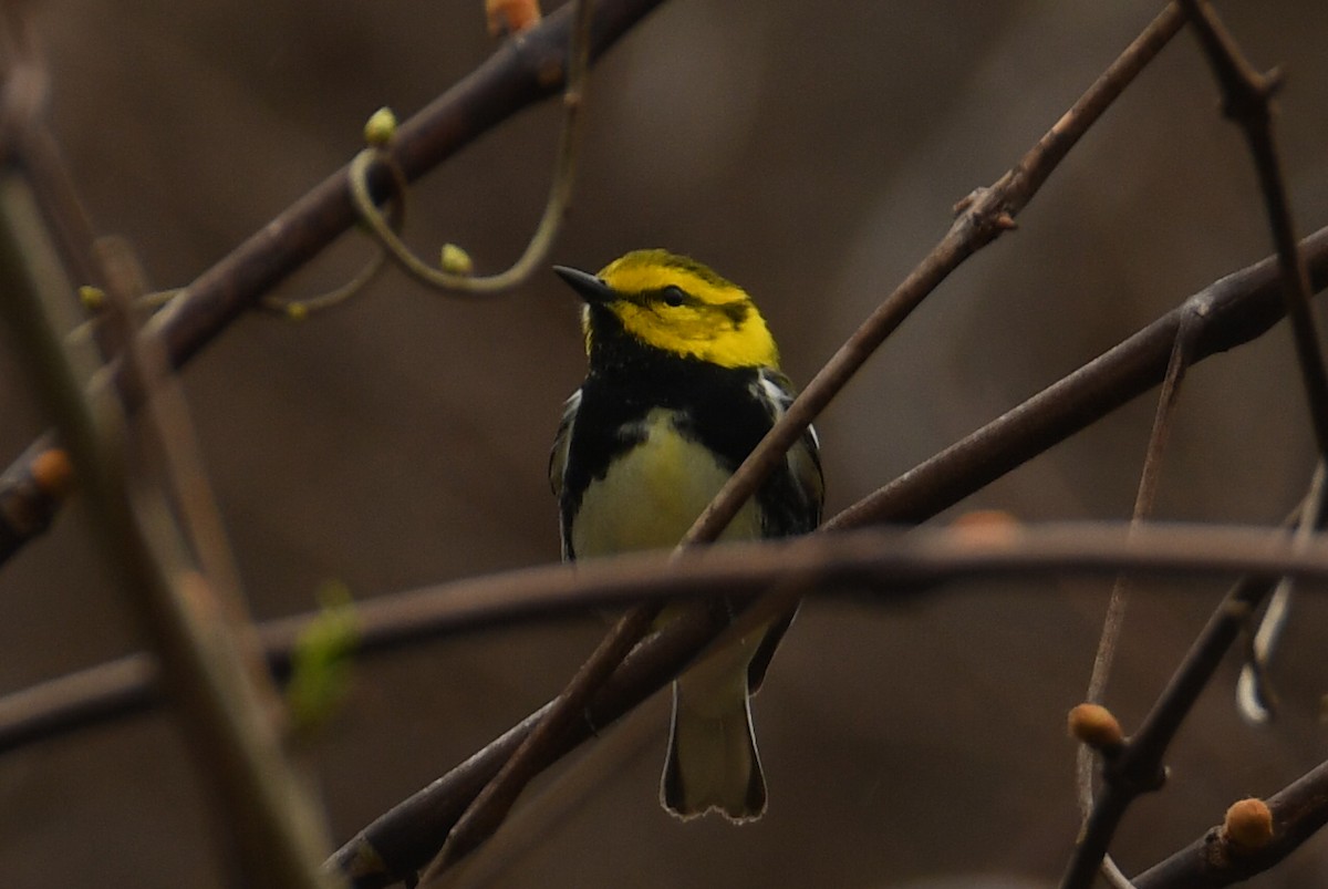 Black-throated Green Warbler - Victor Quintanilla
