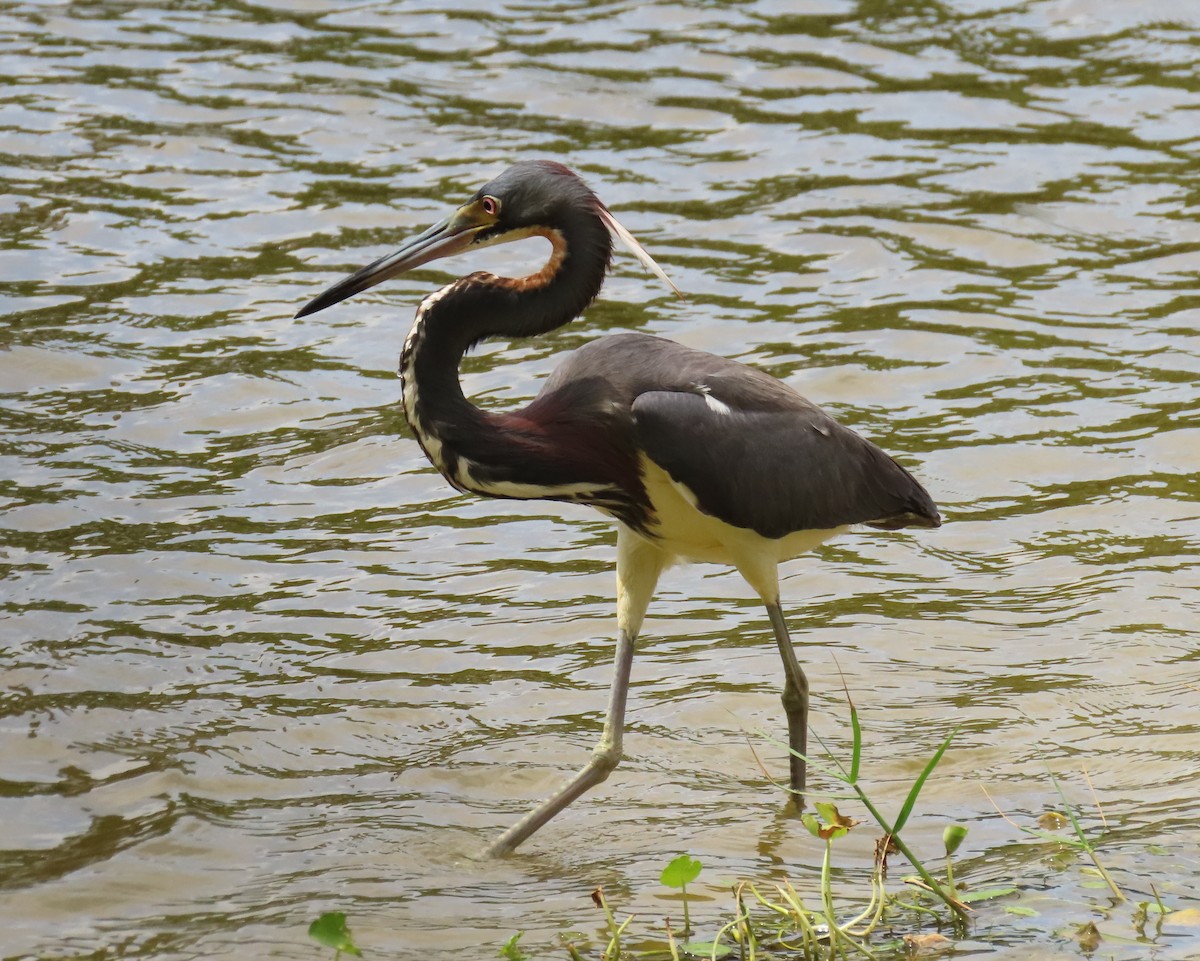 Tricolored Heron - Laurie Witkin