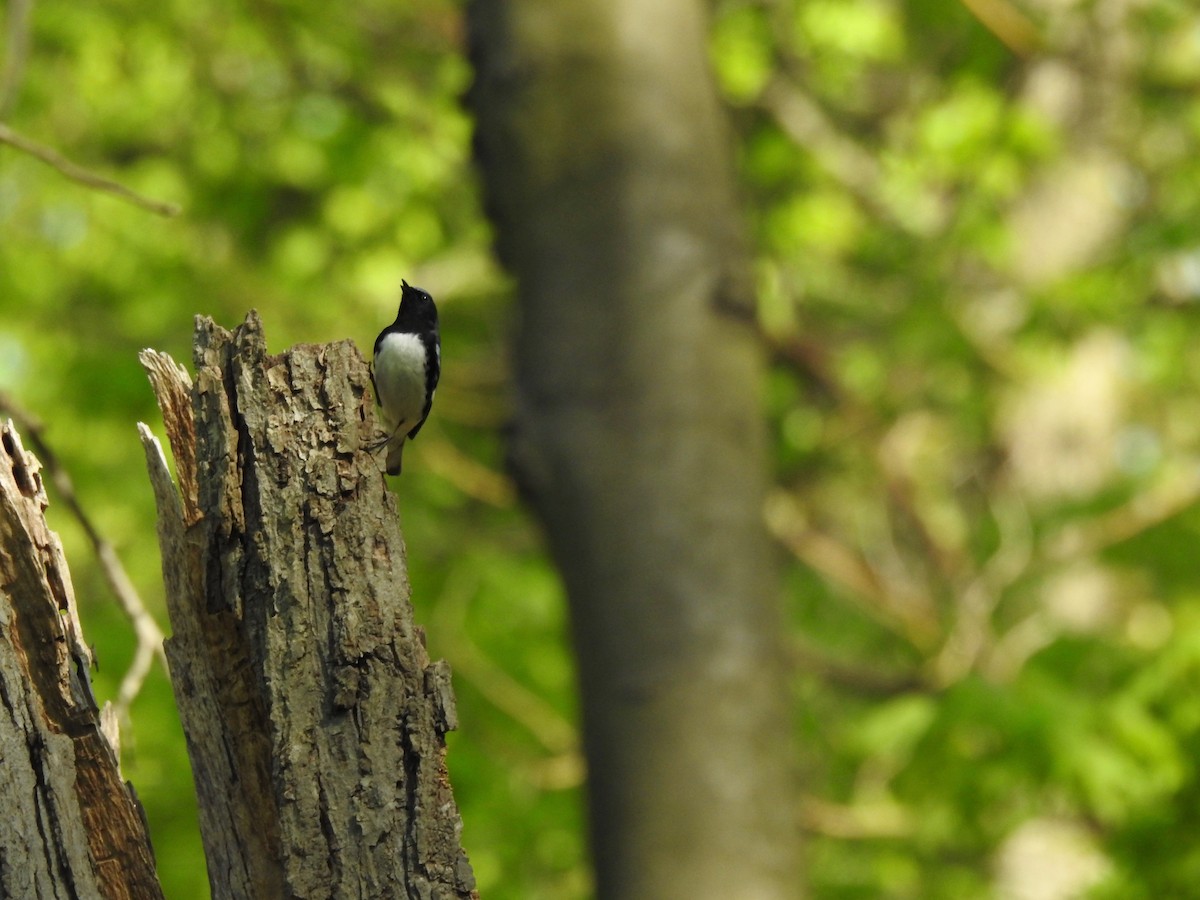 Black-throated Blue Warbler - ML618242070