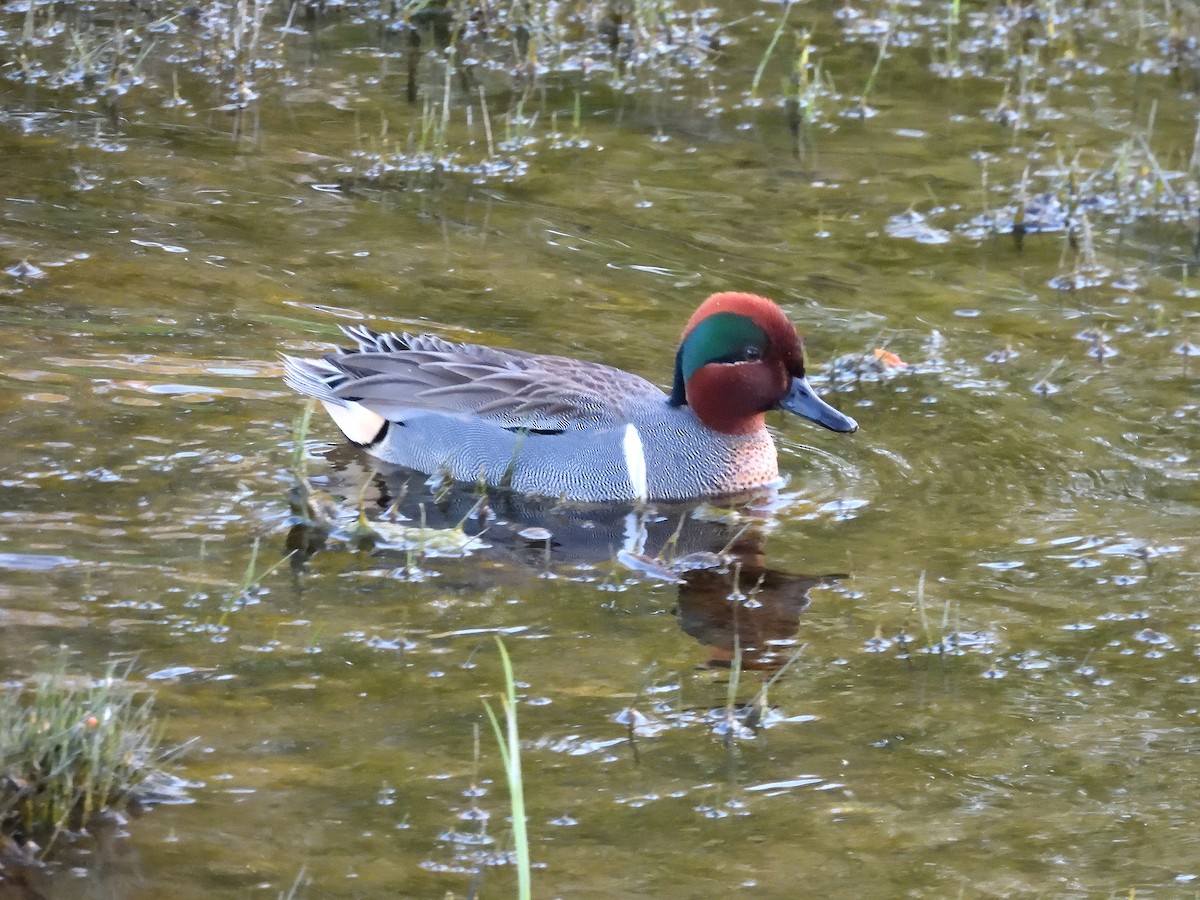 Green-winged Teal - ML618242073