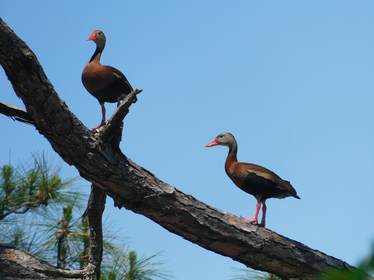 Black-bellied Whistling-Duck - Kathy Rhodes