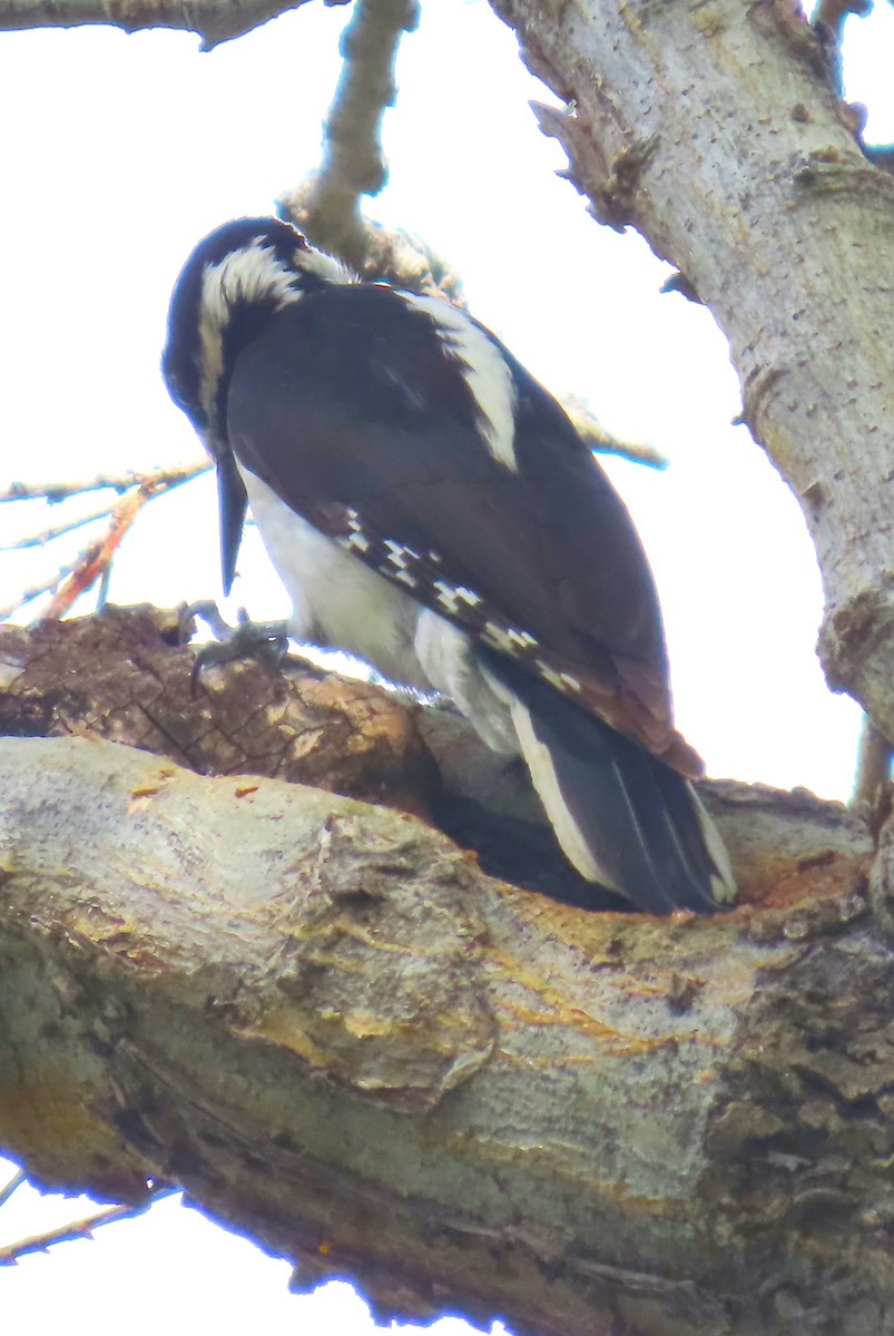 Hairy Woodpecker (Rocky Mts.) - Patrick O'Driscoll