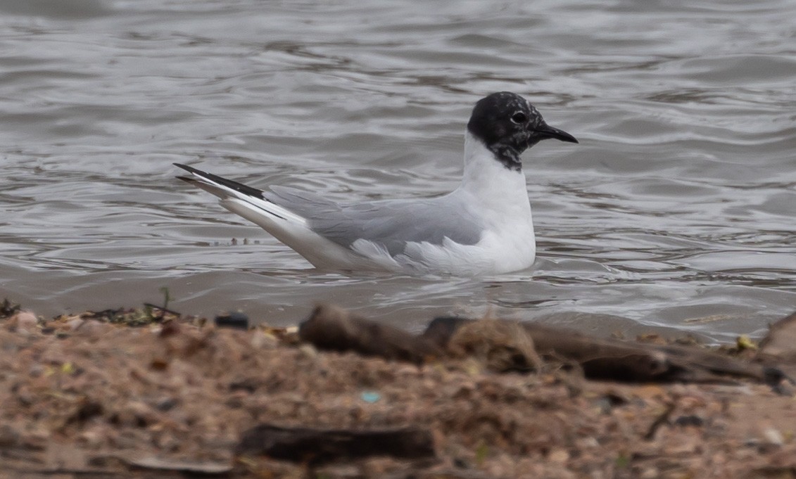 Bonaparte's Gull - Ric Olson