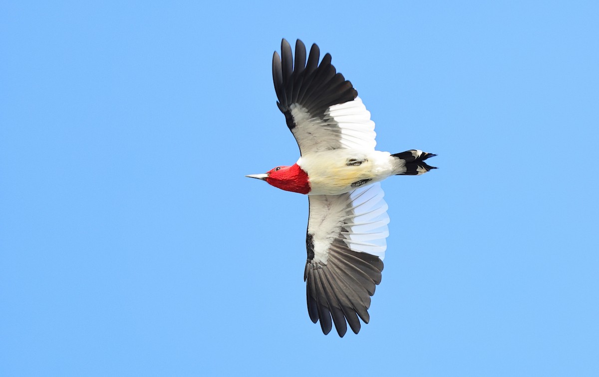 Red-headed Woodpecker - Brandon Holden