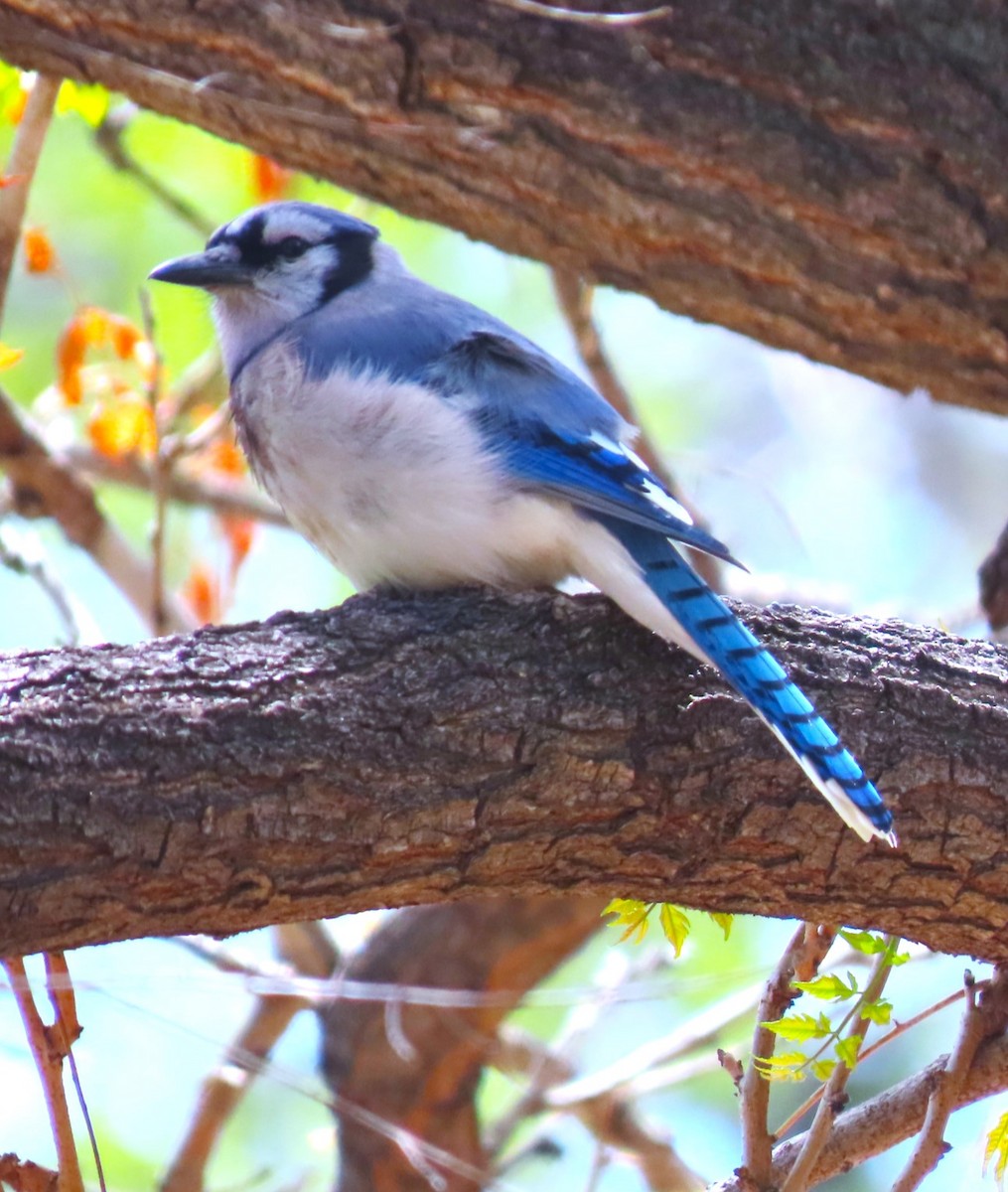 Blue Jay - Patrick O'Driscoll