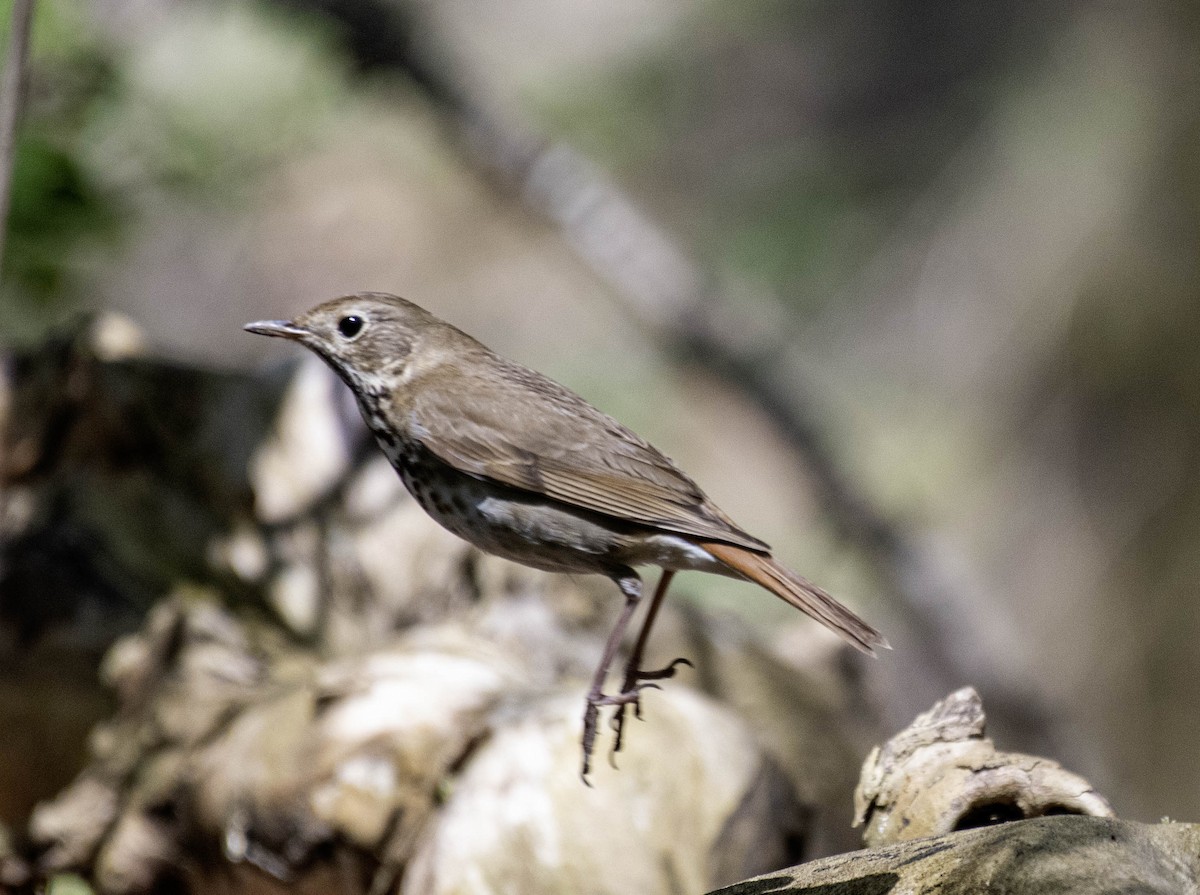 Hermit Thrush - Estela Quintero-Weldon