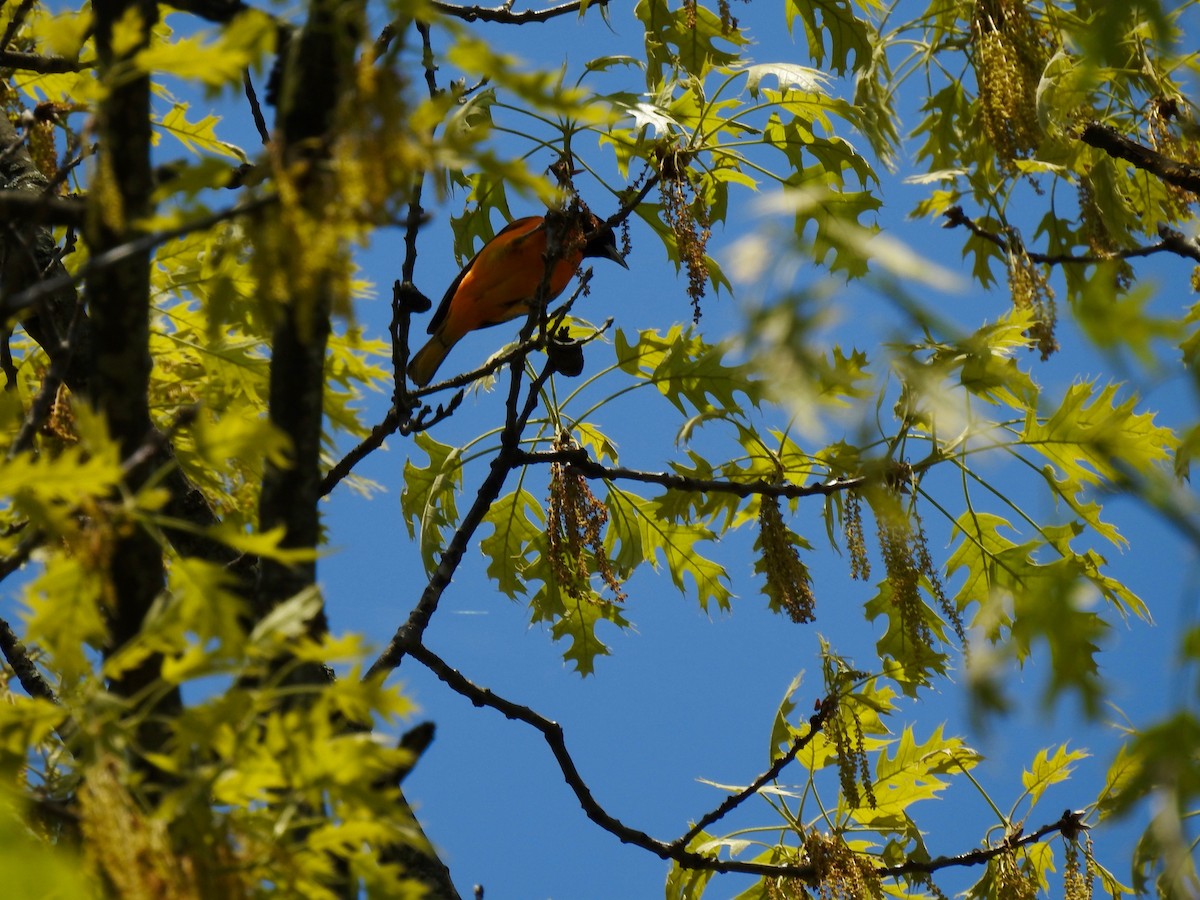 Baltimore Oriole - ML618242109