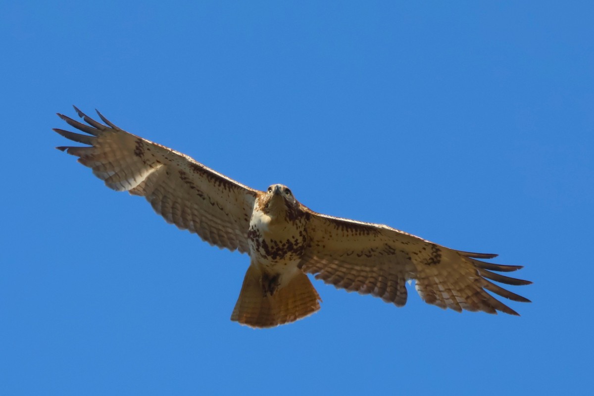 Red-tailed Hawk - Steve Decker