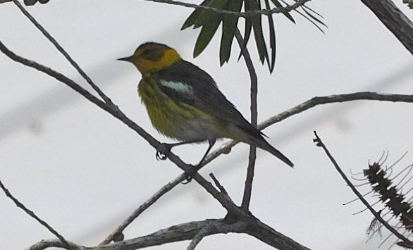 Cape May Warbler - ML618242127