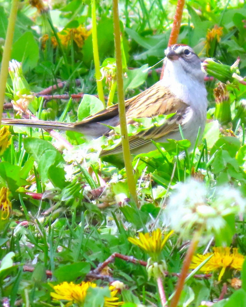 Chipping Sparrow - Patrick O'Driscoll