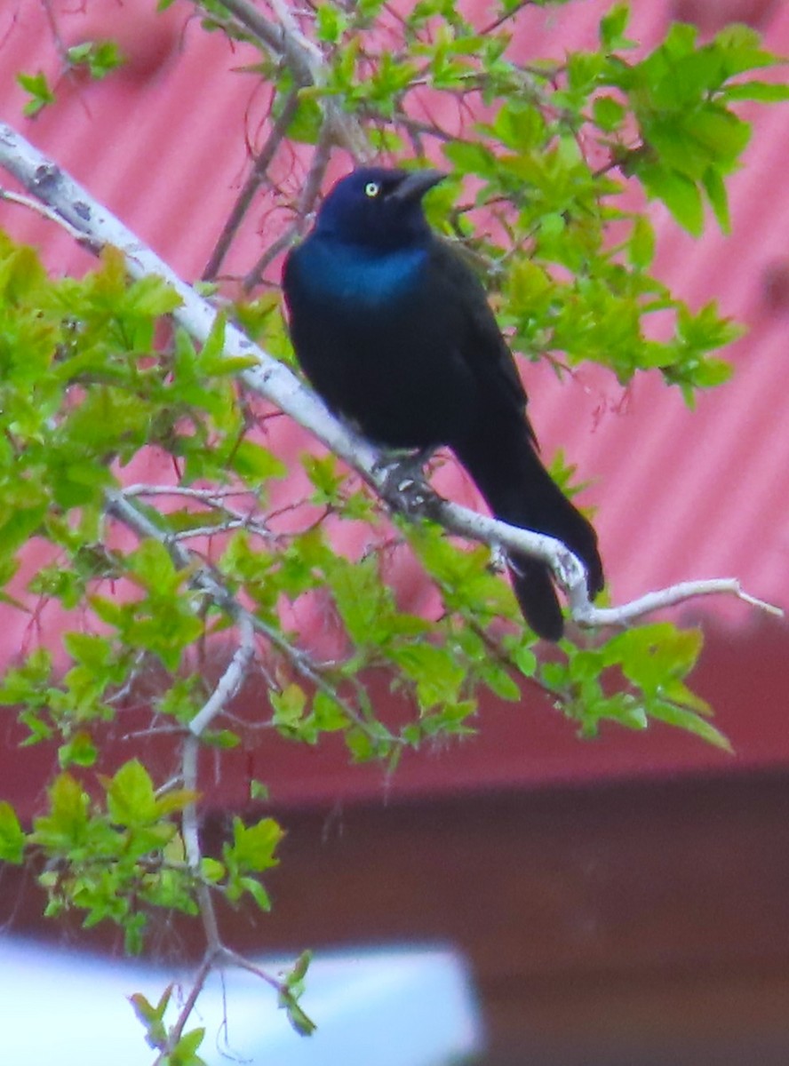 Common Grackle - Patrick O'Driscoll