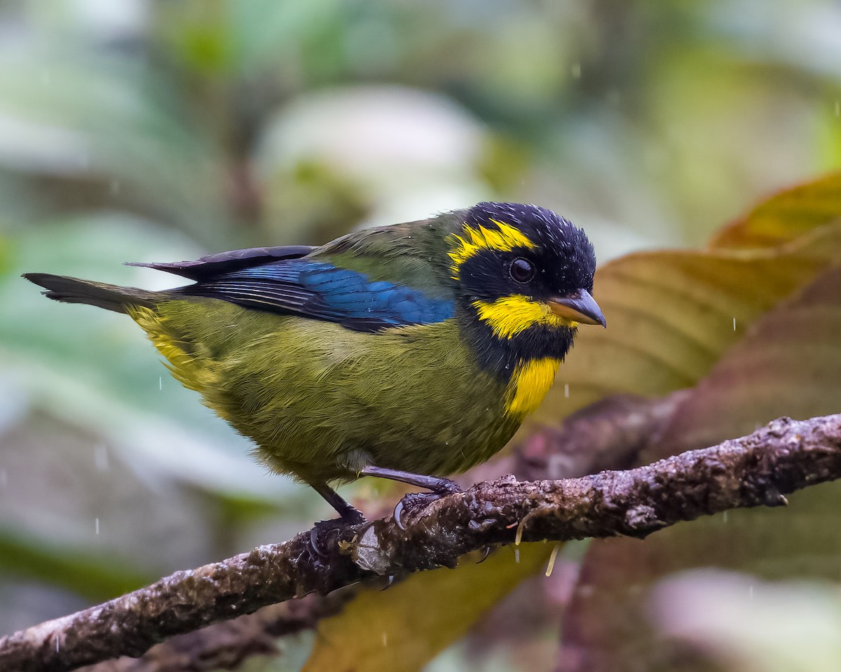Gold-ringed Tanager - Camilo Zabala