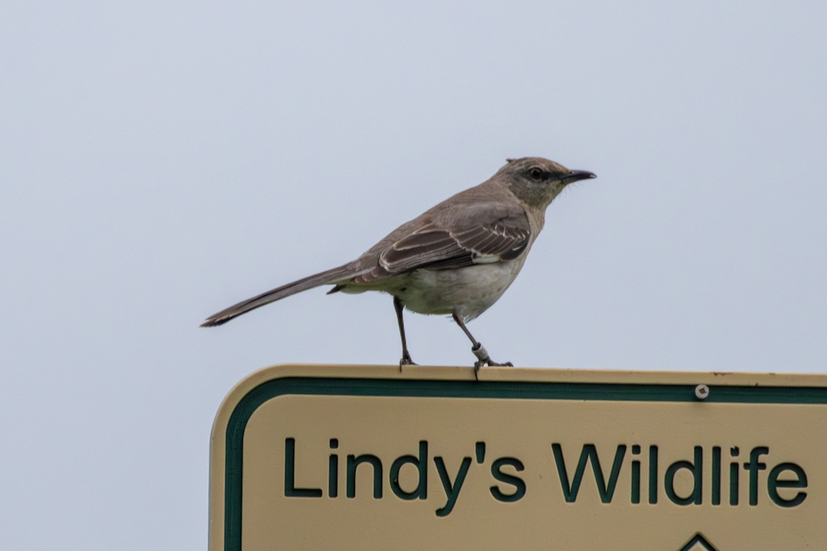 Northern Mockingbird - ML618242210