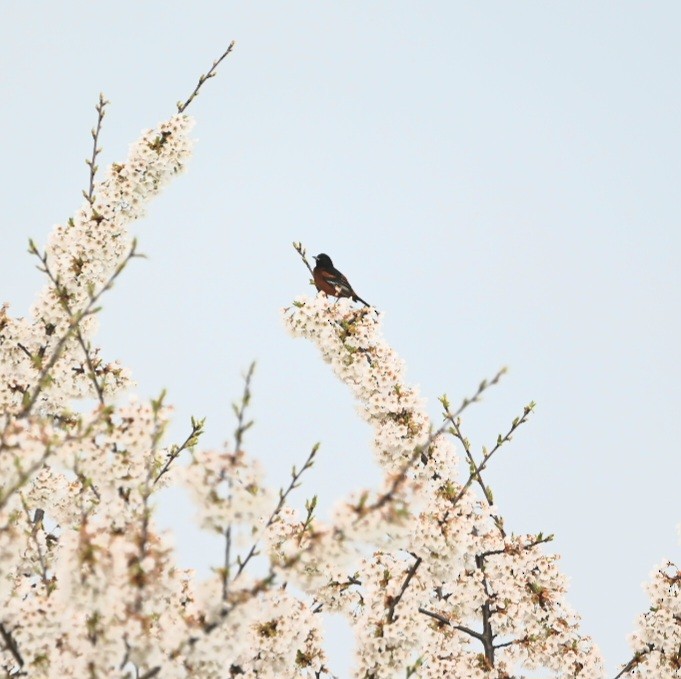 Orchard Oriole - ML618242217