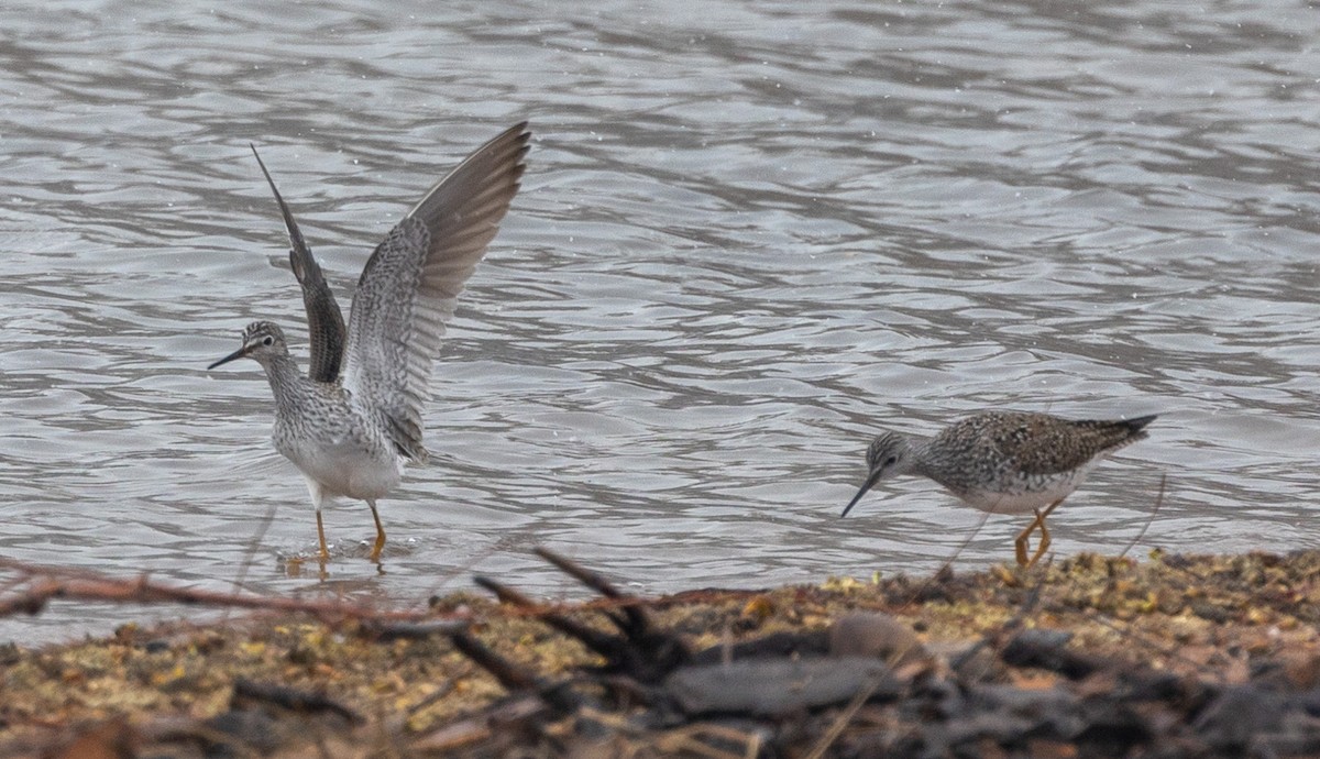 Lesser Yellowlegs - Ric Olson