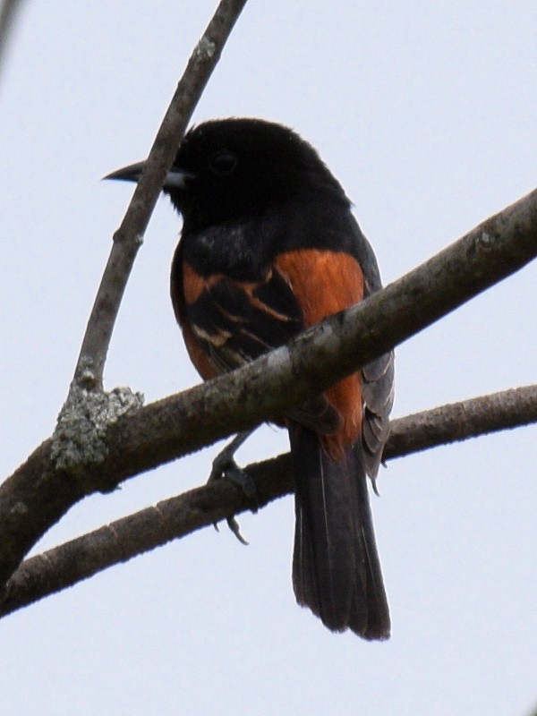 Orchard Oriole - Glenn Faini