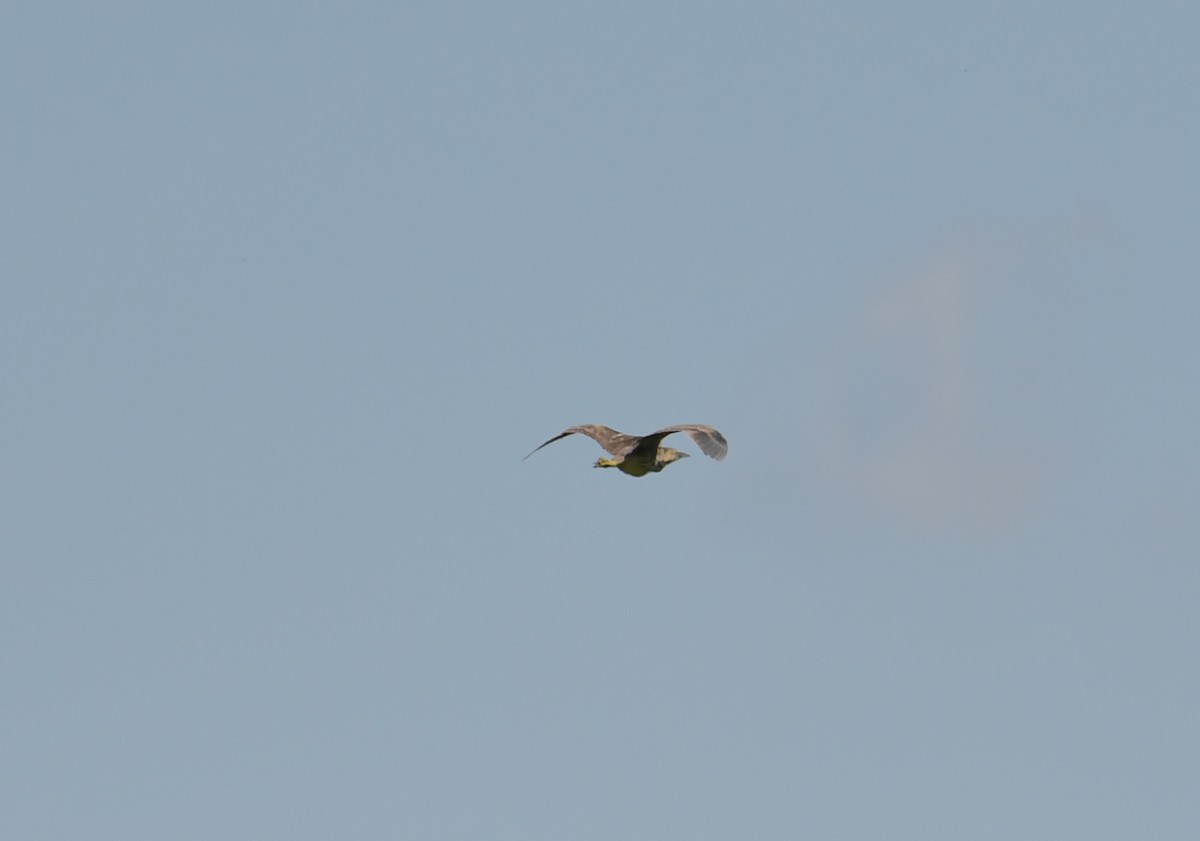 American Bittern - ML618242249