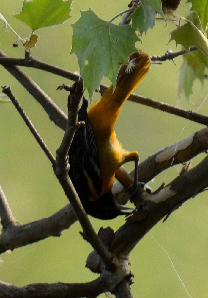 Baltimore Oriole - Glenn Faini