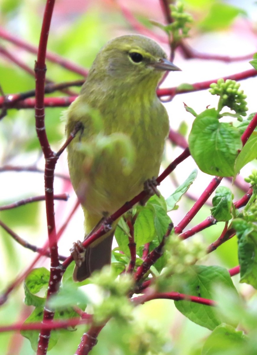 Orange-crowned Warbler - Patrick O'Driscoll