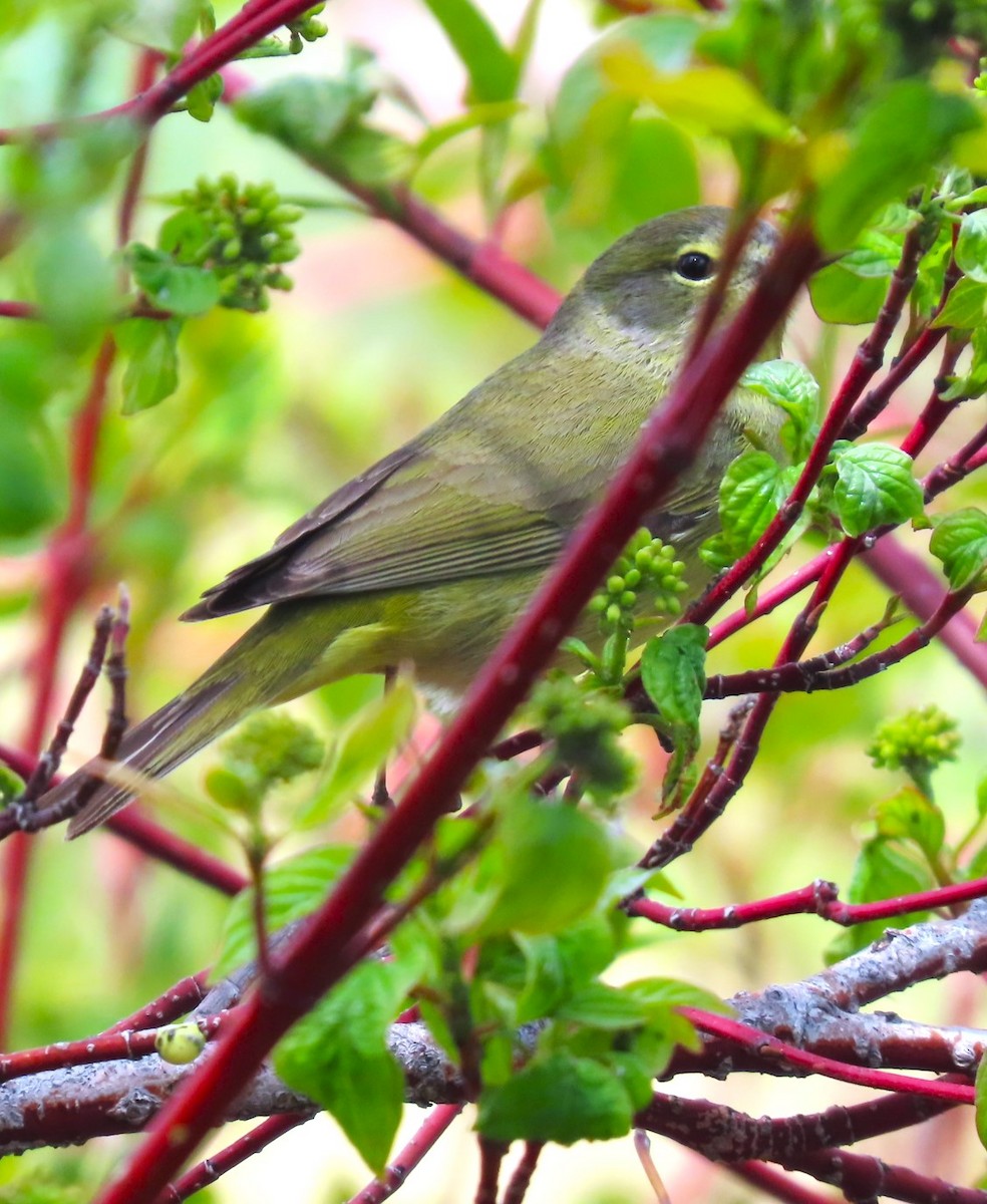 Orange-crowned Warbler - Patrick O'Driscoll