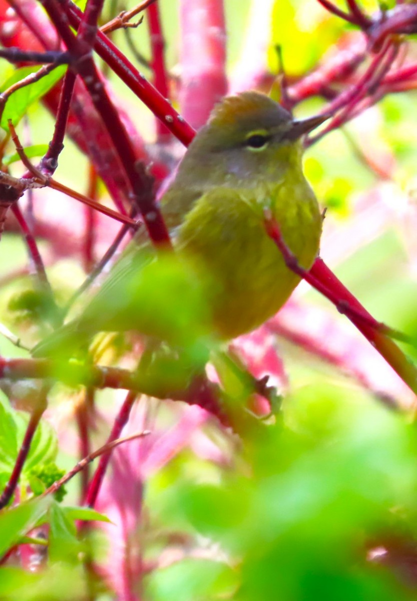 Orange-crowned Warbler - Patrick O'Driscoll