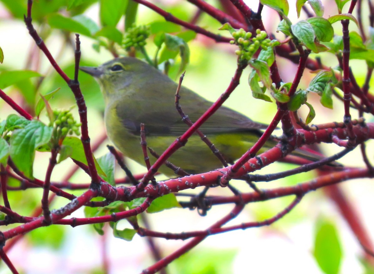 Orange-crowned Warbler - Patrick O'Driscoll