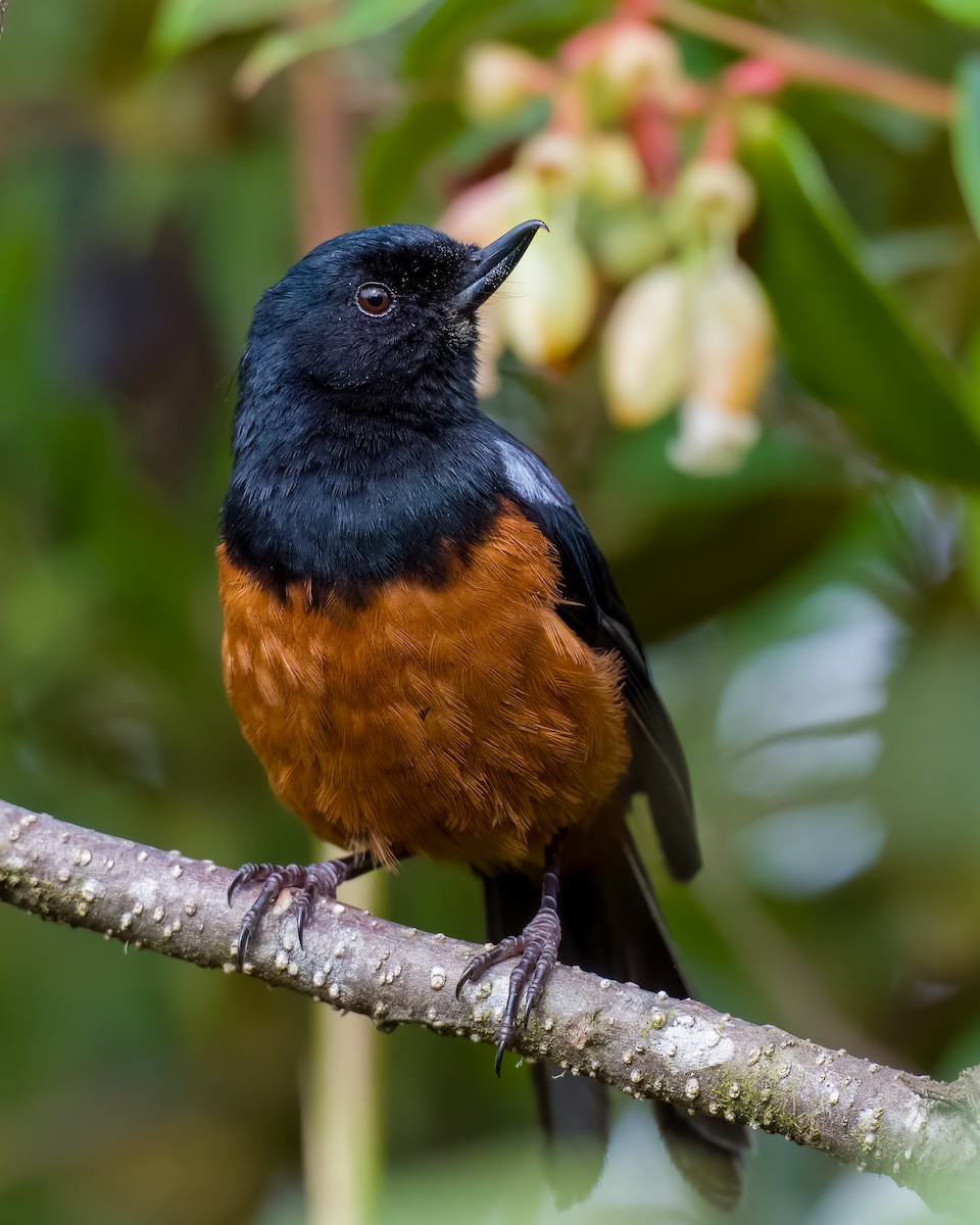 Chestnut-bellied Flowerpiercer - ML618242281