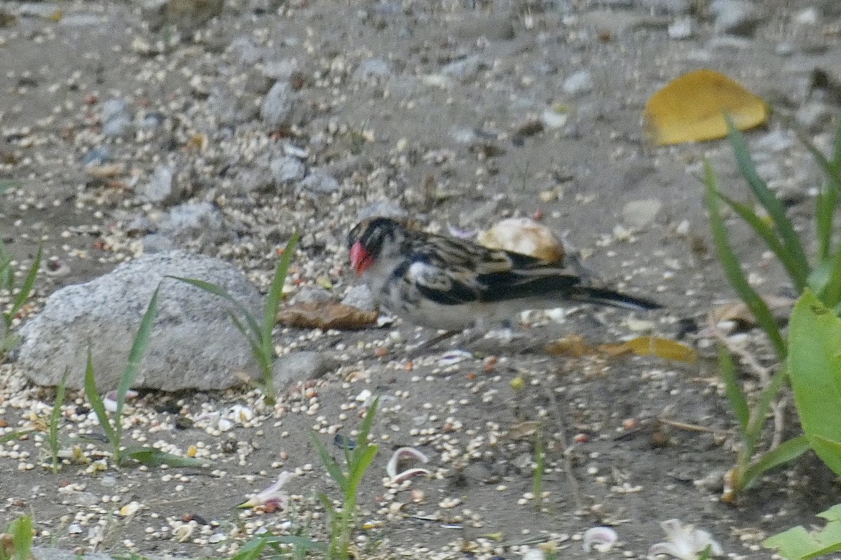 Pin-tailed Whydah - ML618242285