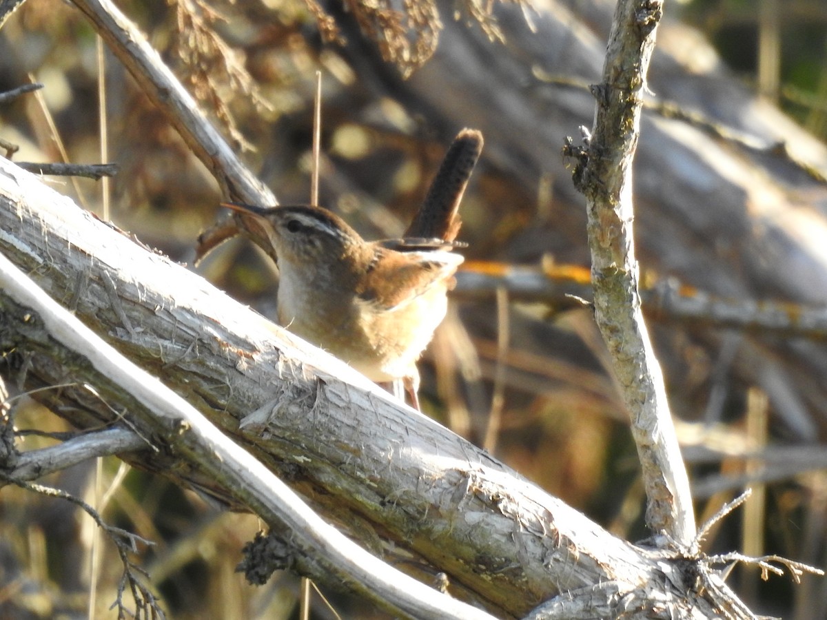 Marsh Wren - James Bolte