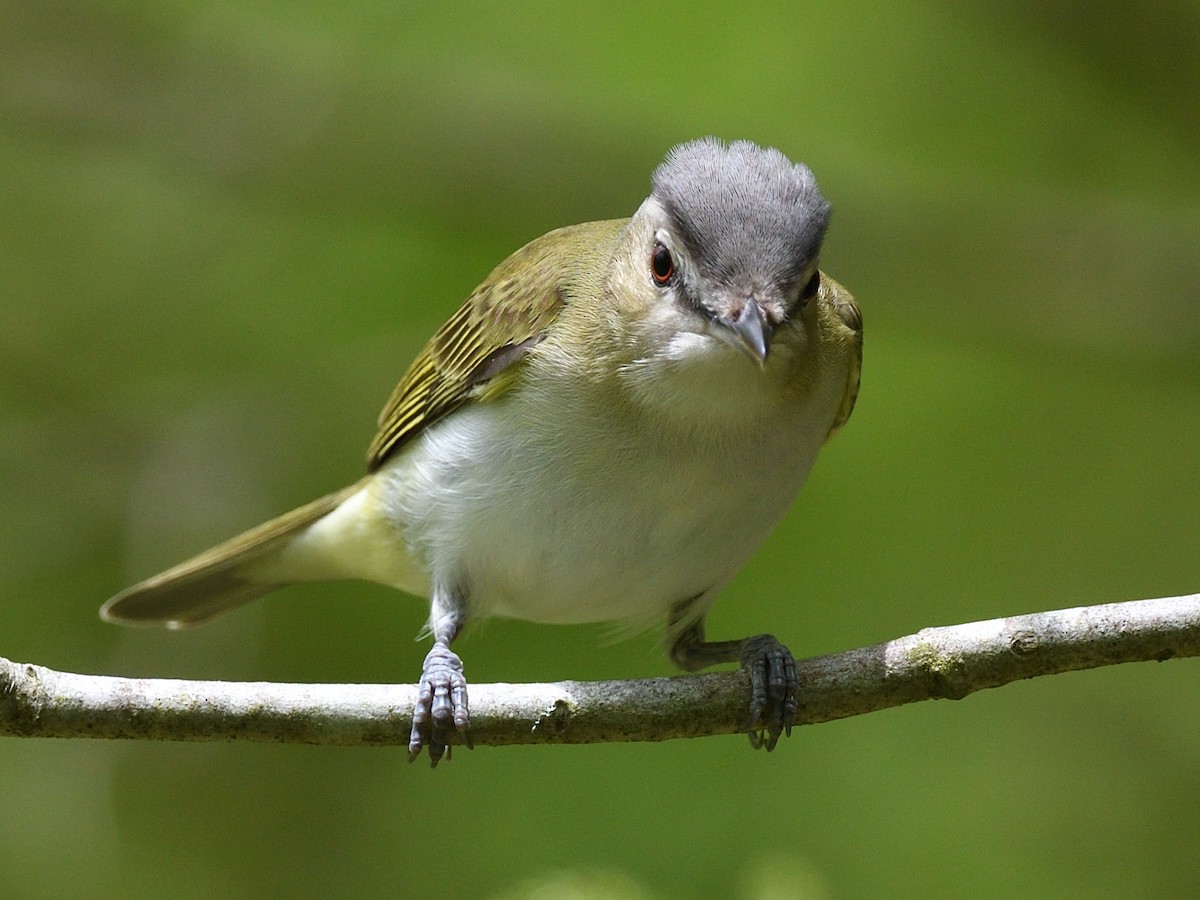 Red-eyed Vireo - Colin Fisher