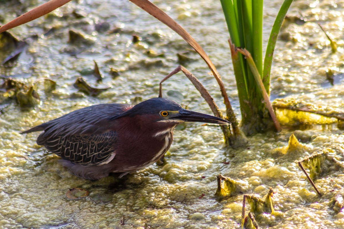 Green Heron - ML618242345