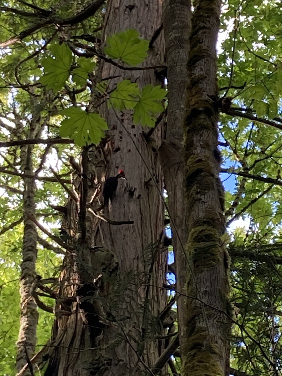 Pileated Woodpecker - Anonymous