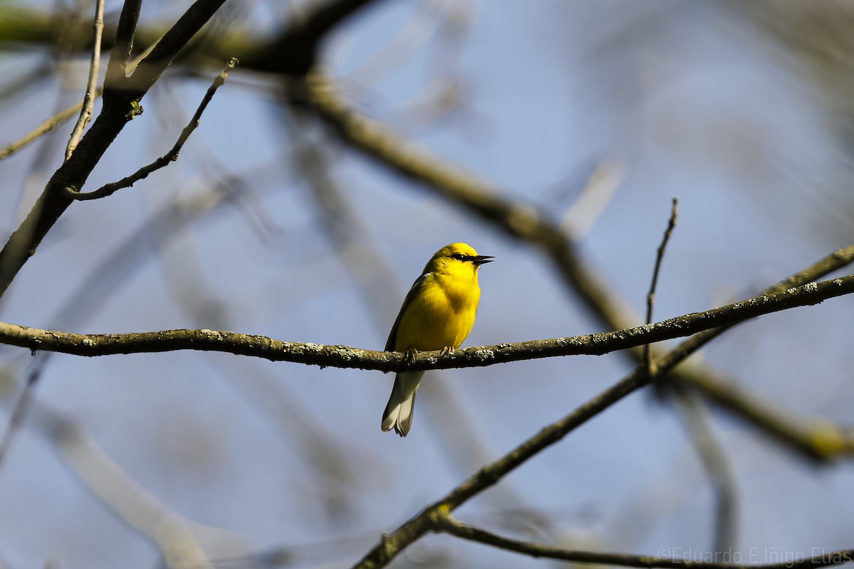 Blue-winged Warbler - ML618242388