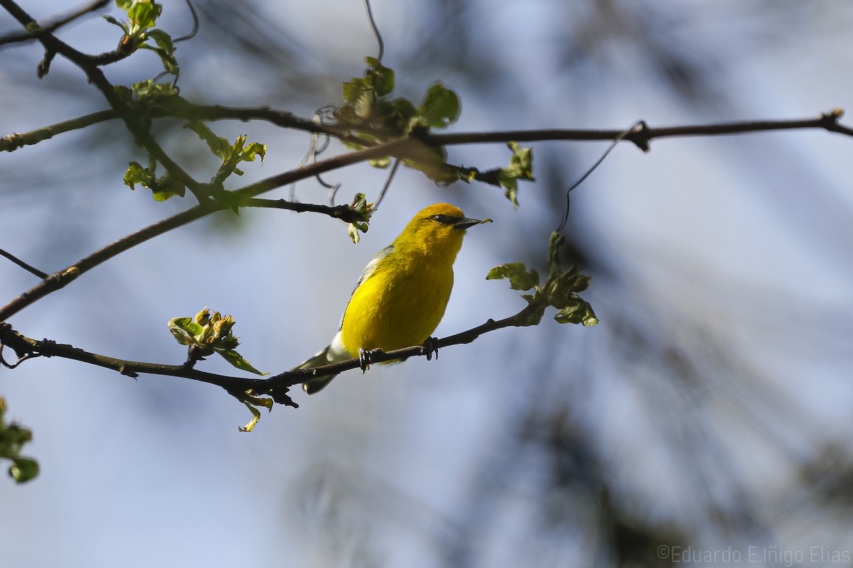 Blue-winged Warbler - ML618242389