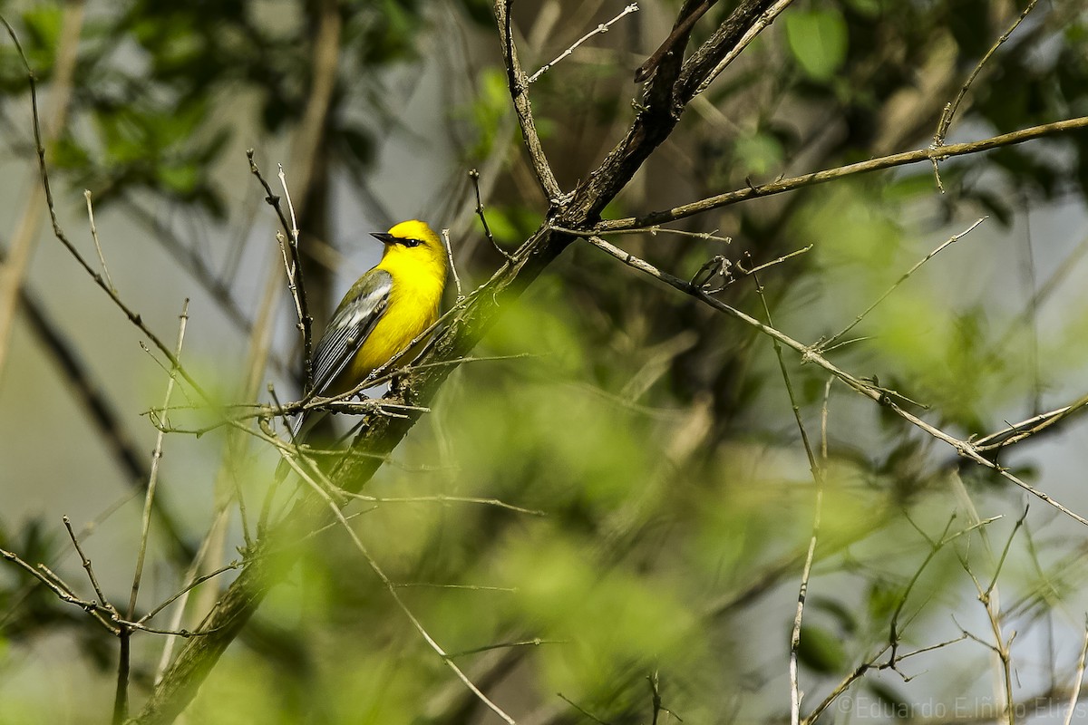 Blue-winged Warbler - ML618242390